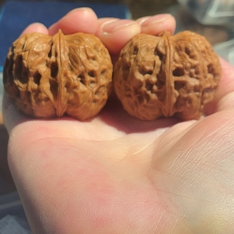 文玩核桃把件莲湖元宝带彩41