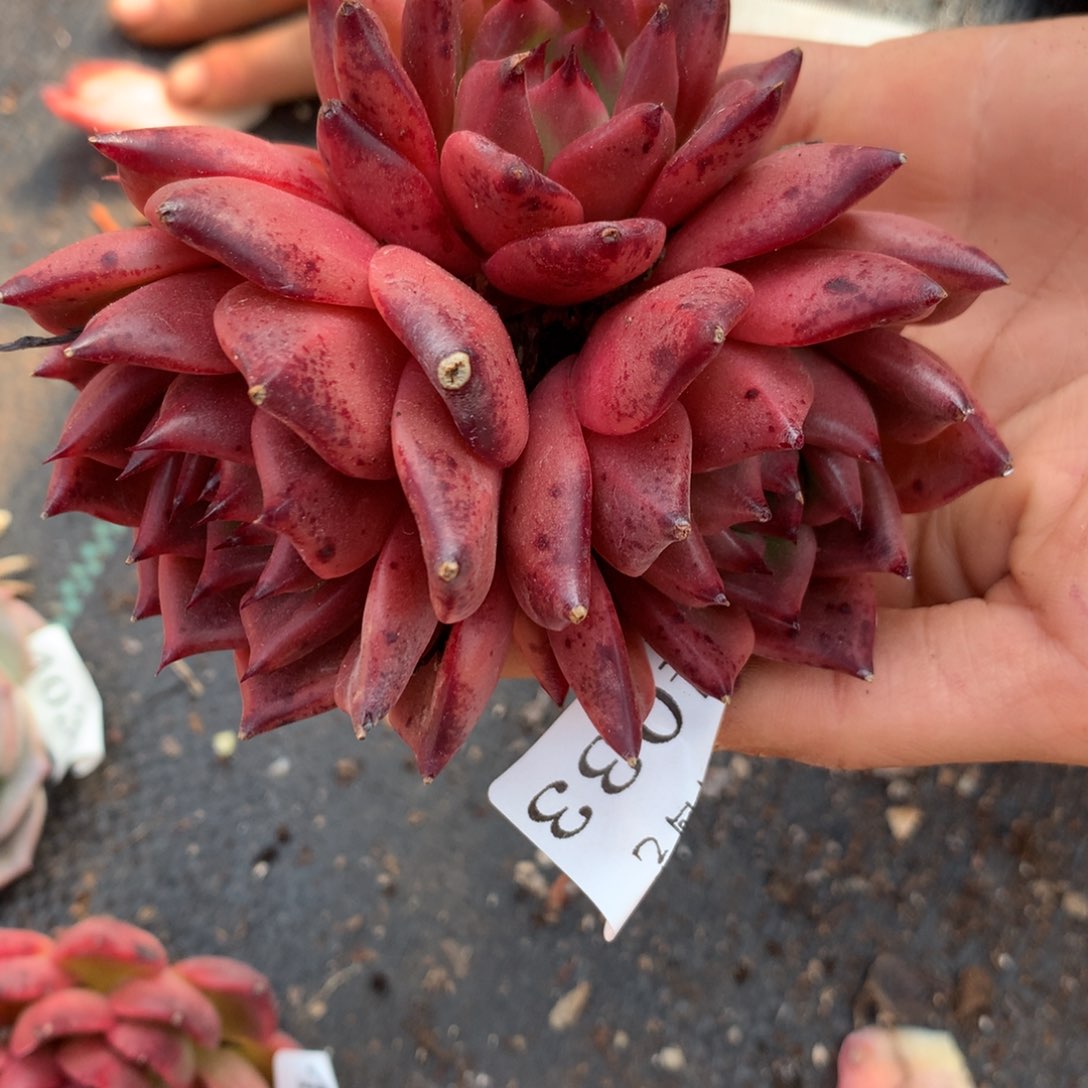 4033杂交精品基地10厘米