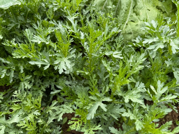 贵州农家现采新鲜茼蒿菜当季时蔬