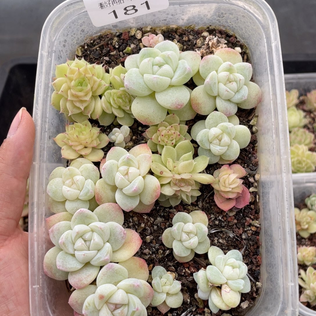 云糖心多肉植物181