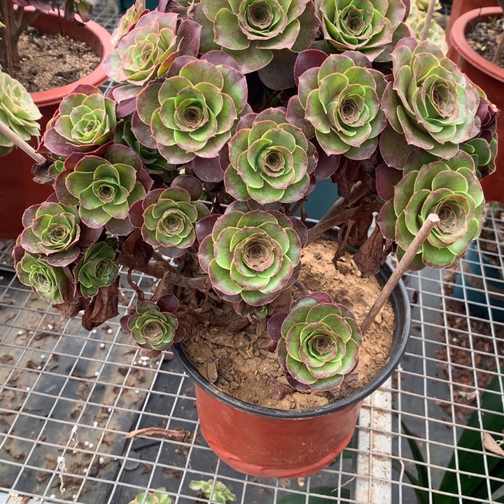 弘***选1487玫瑰多肉植物特价