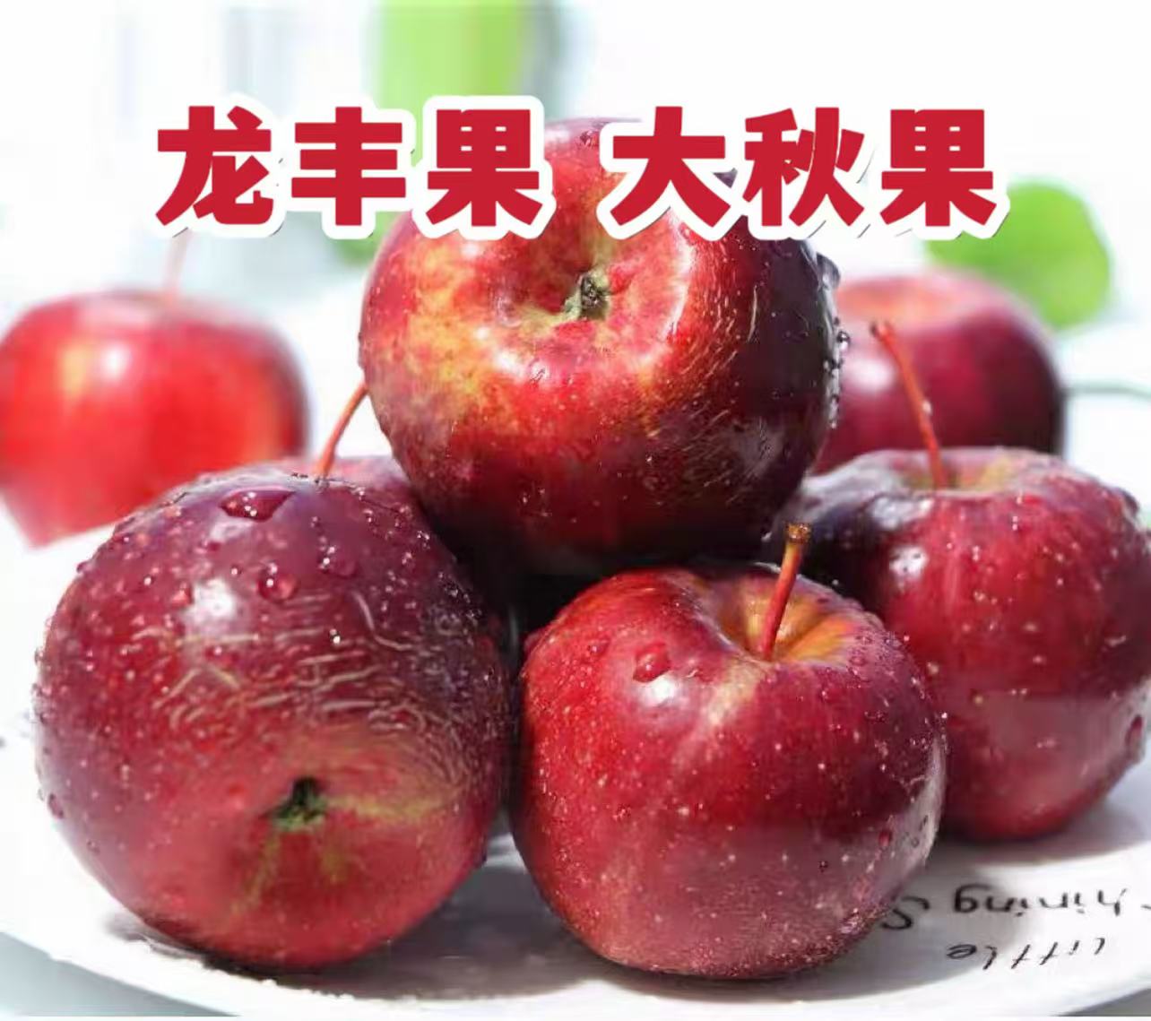 东北大秋果龙丰果现摘现发酸甜脆