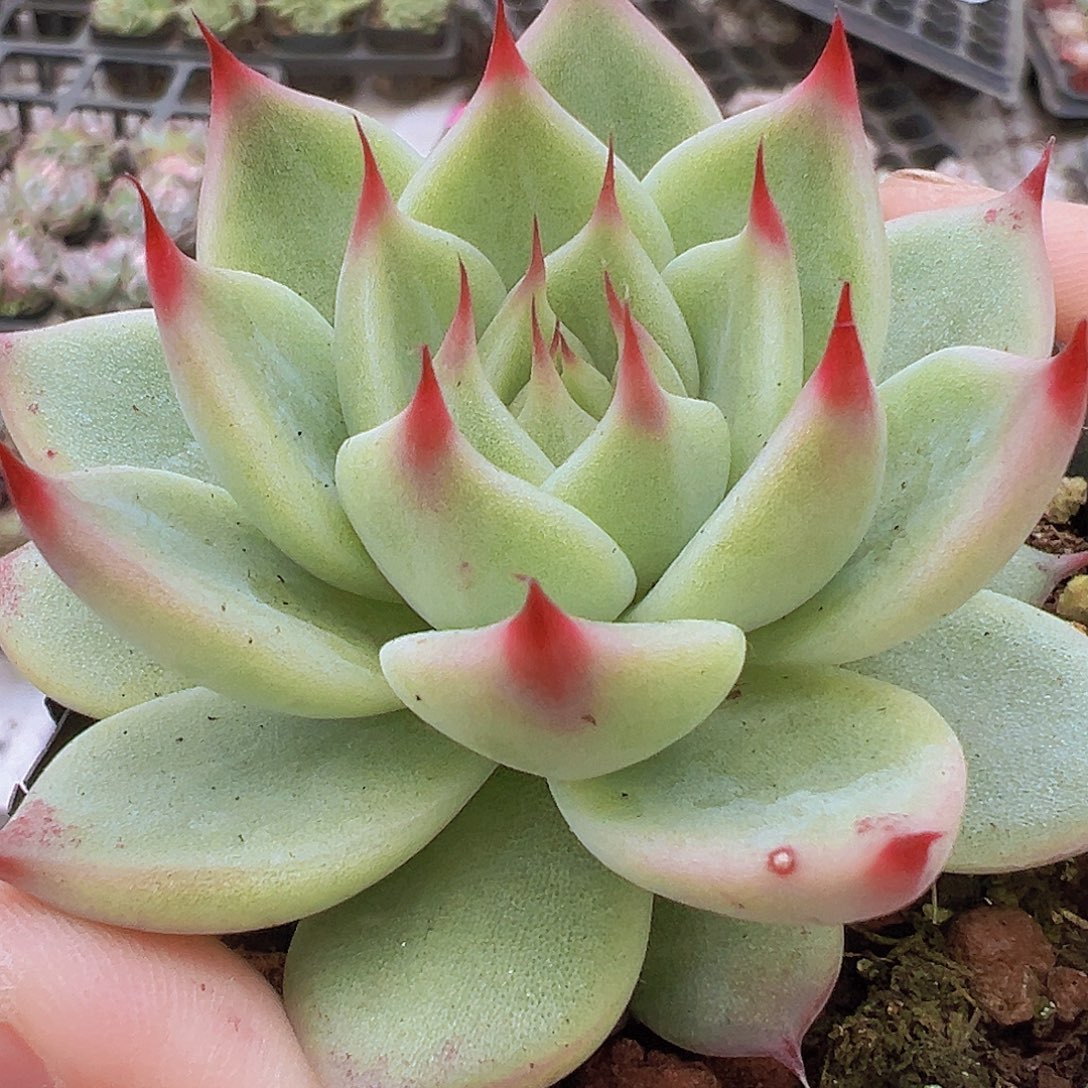 托斯卡19包邮多肉植物