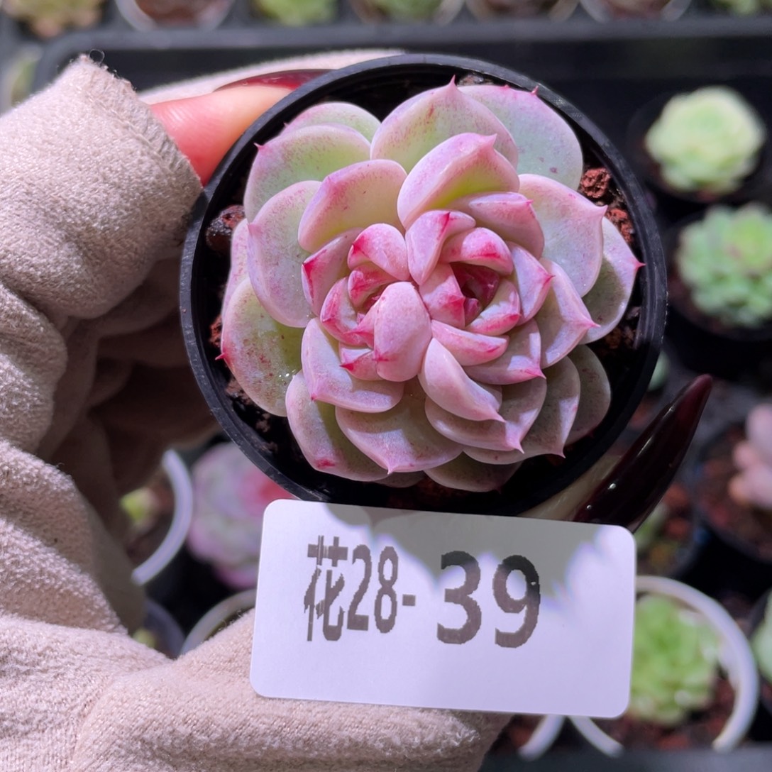 花利美28-39天鹅绒