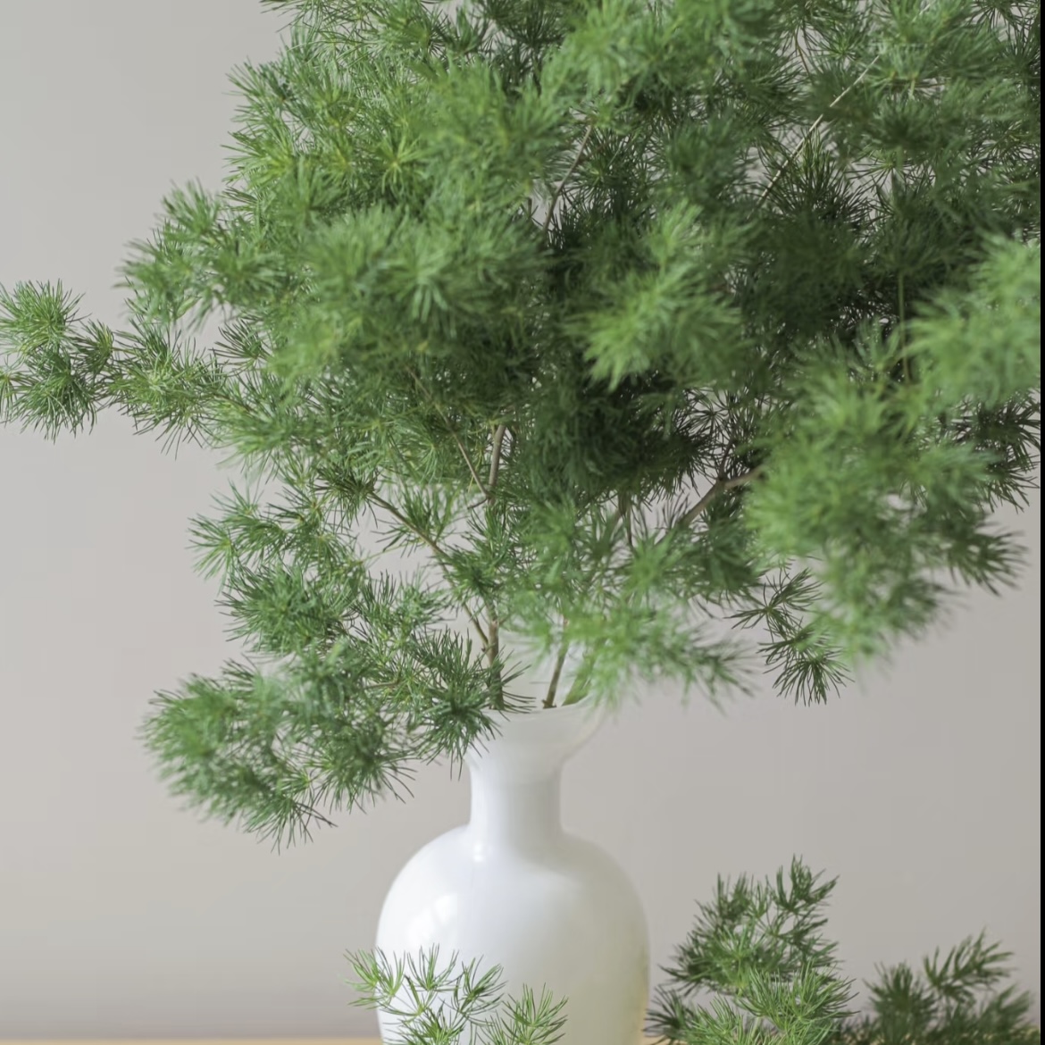 【蓬莱松】嫩绿色多年生草本植物好养可盆栽可地栽观赏性强