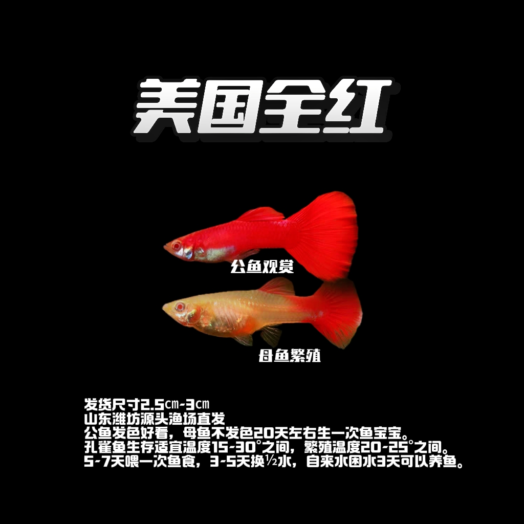 【美国全红】3cm纯种精品孔雀鱼公发色观赏 母无色繁殖小型淡水鱼