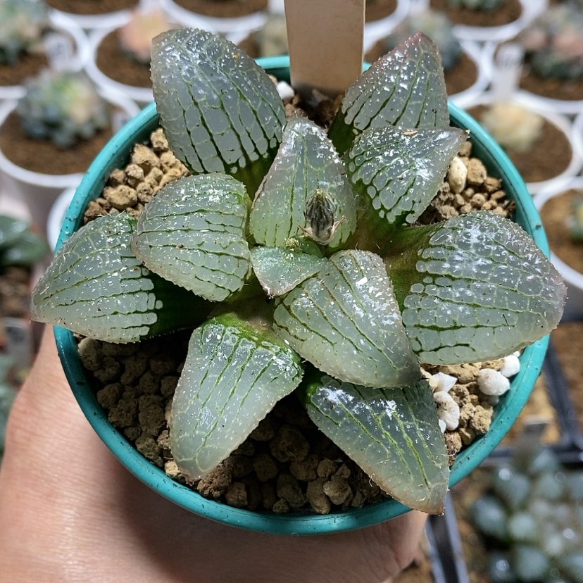 【闪购商品】123天空