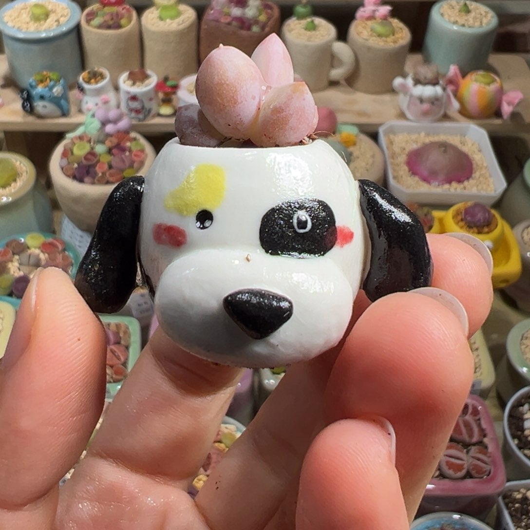 多肉植物134号拇指盆