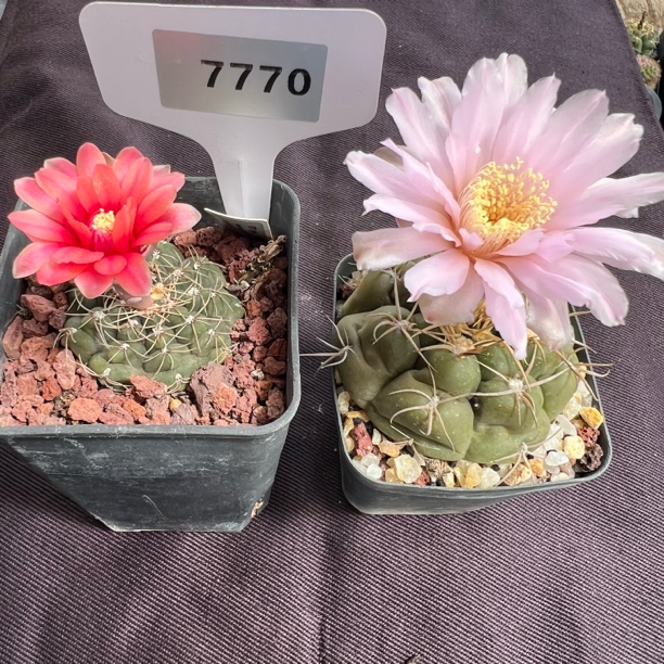 7770红花绯秀玉和粉花海王实生裸根发