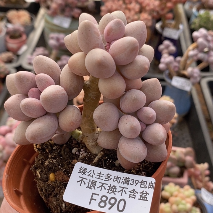 汤圆8cm890多肉植物