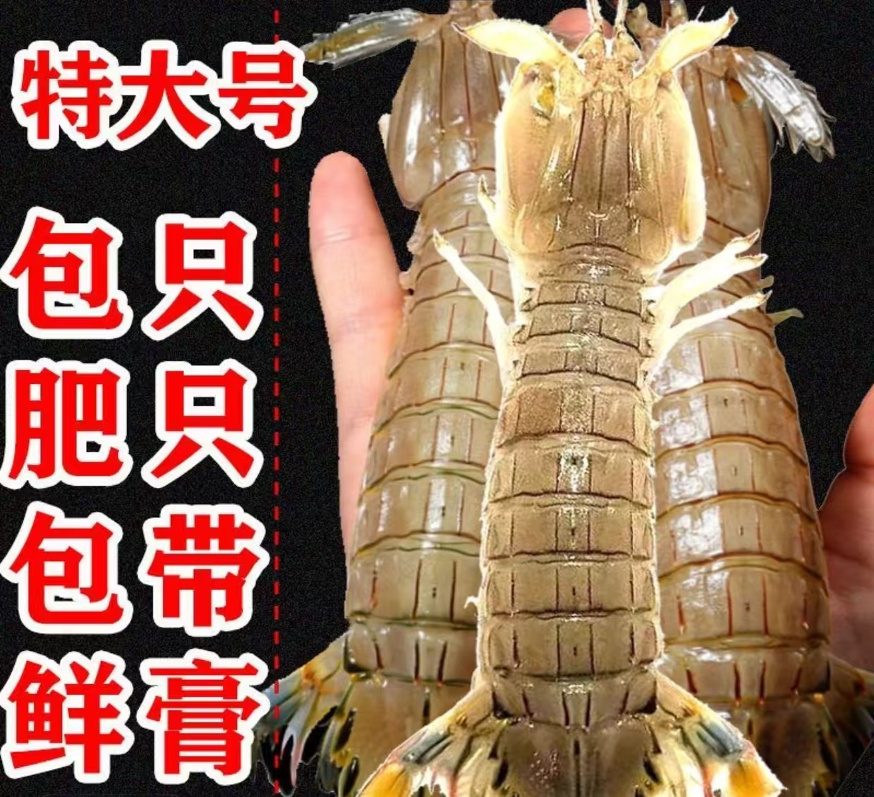 现捕现发单只13cm到手八斤！！！顺丰冷链现拍现发番茄专属