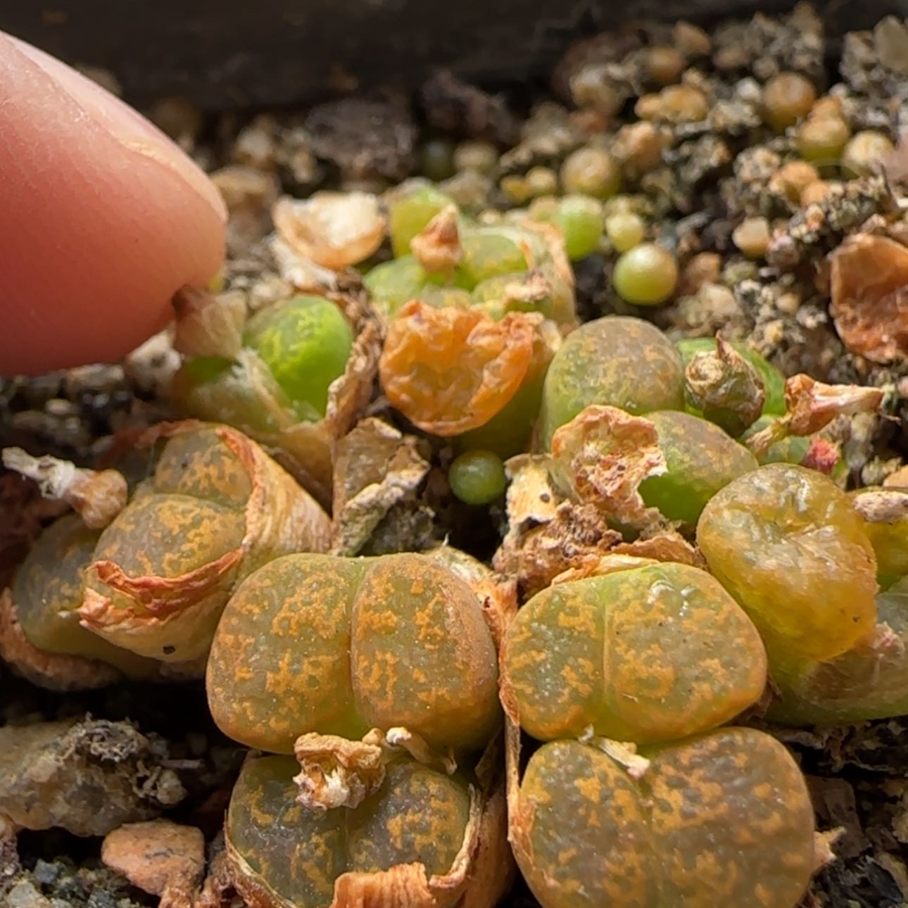 【闪购商品】8649    