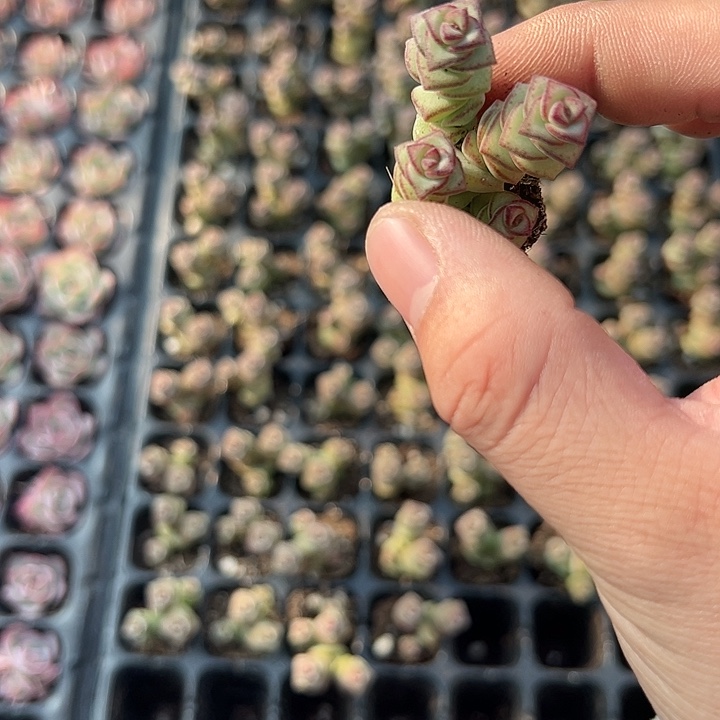 钱串群 满10颗包邮