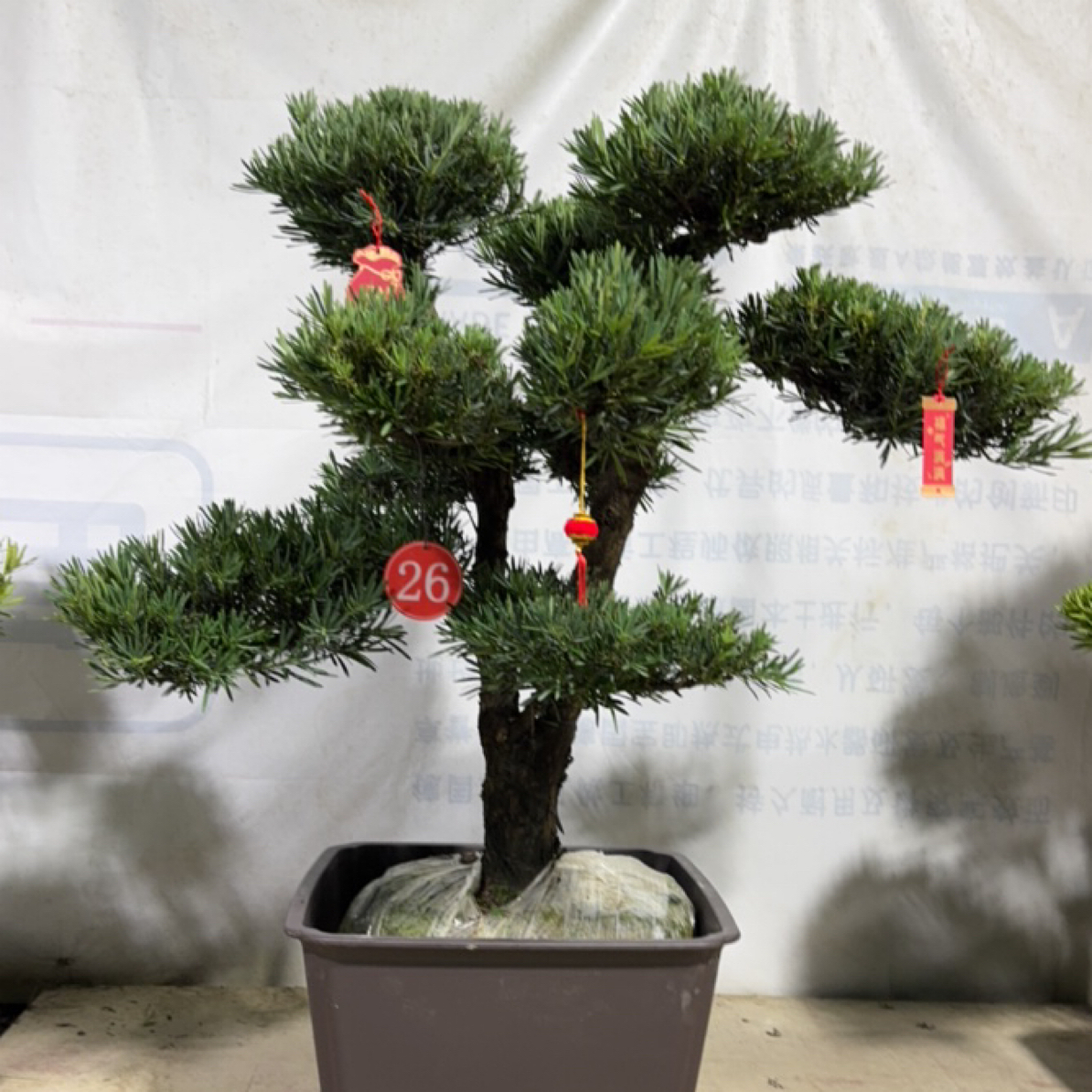罗汉松盆景迎客松造型室内外绿植盆栽四季常青好养