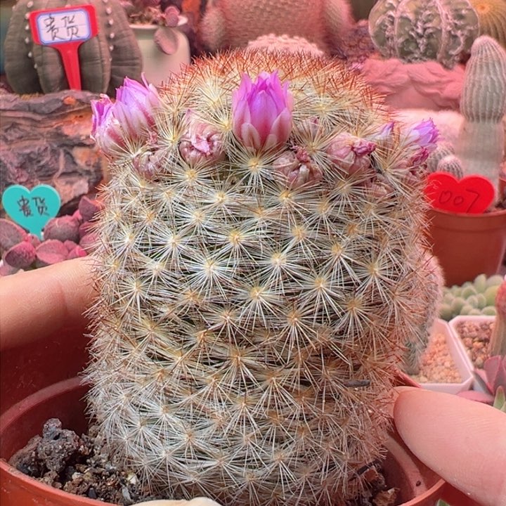 可以在你身边的时候我都