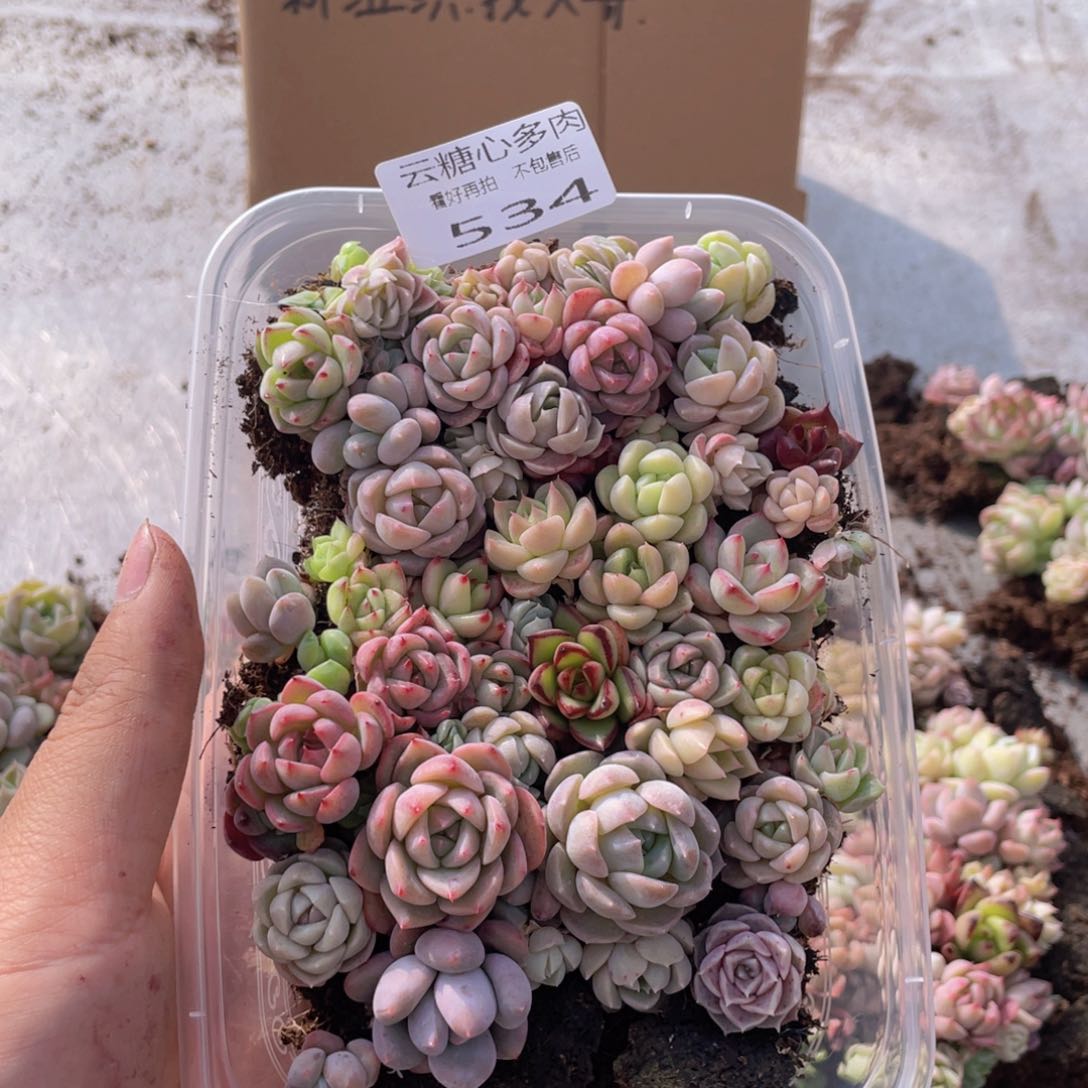 云糖心多肉植物534