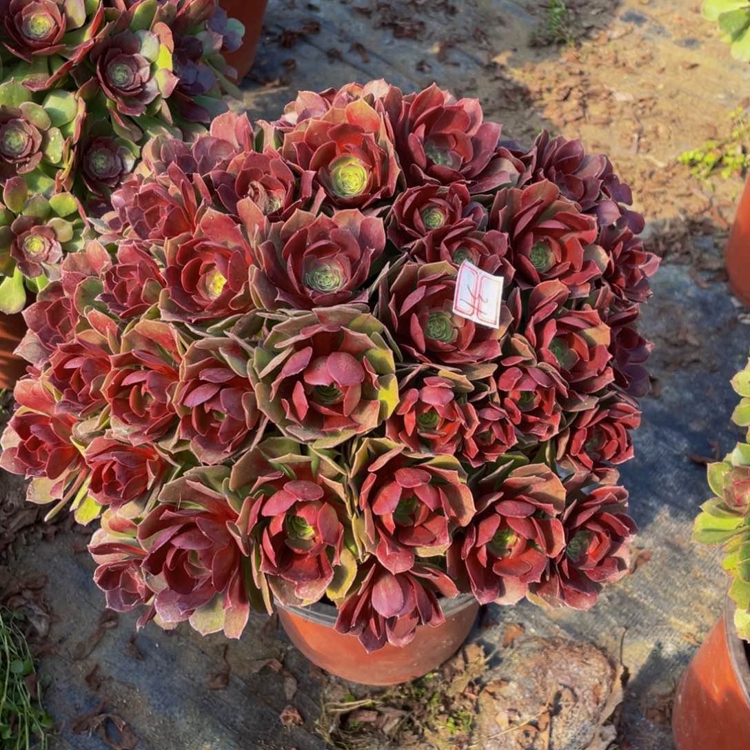 老桩法师基地万圣节 31