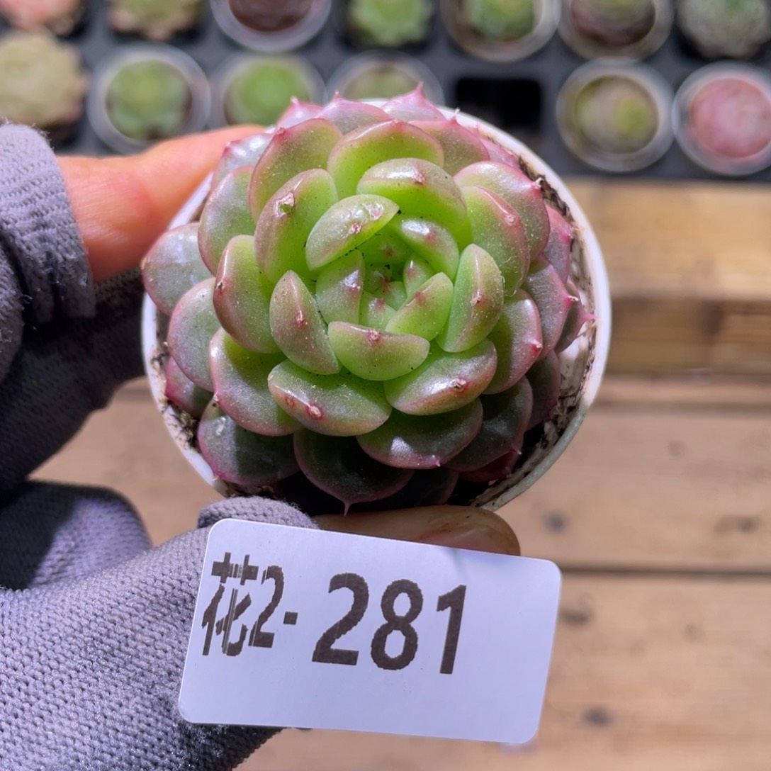 花利美2-281珍妮  