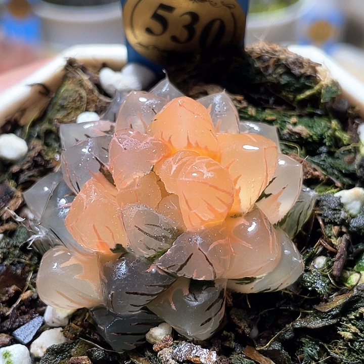 530水中月錦特選福利