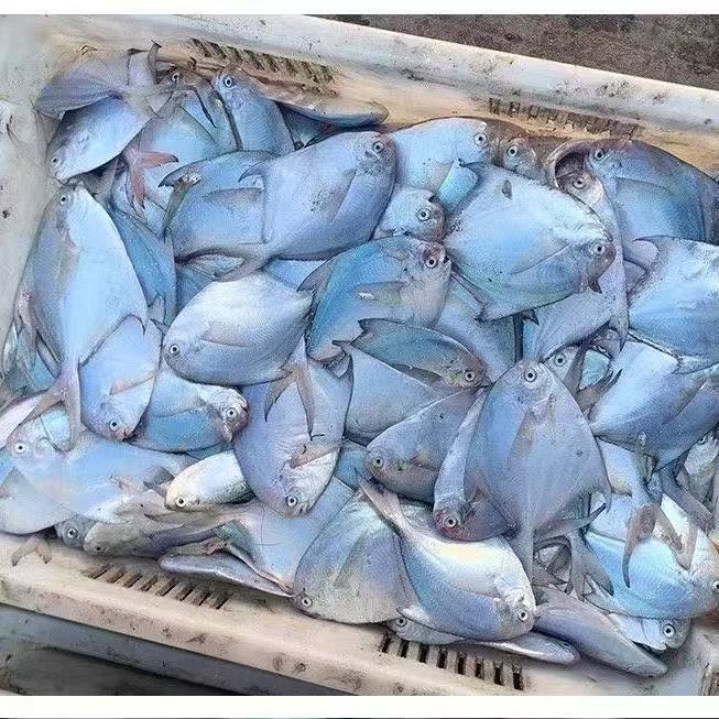 新鲜深海海捕银鲳鱼新鲳鱼6条一斤5斤69.9元