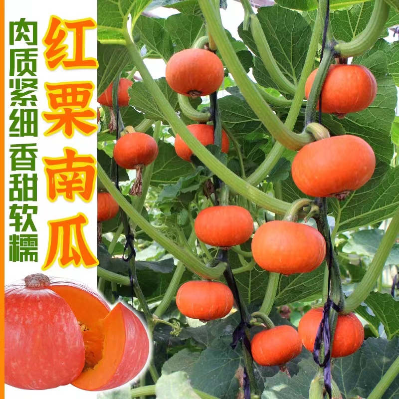 红甜栗红皮南瓜种子红板栗南瓜小金瓜贝贝南瓜种子甜糯蔬菜种子