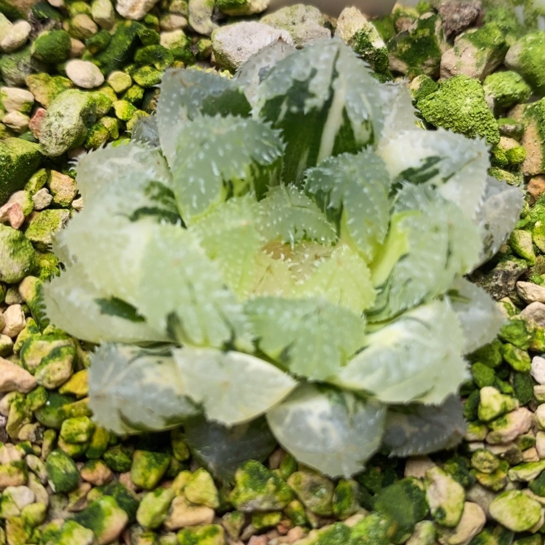 248玄冰玉露锦一物一拍一物一拍