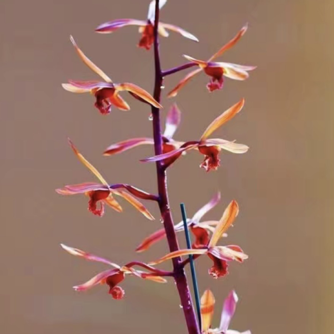 蕙兰浓香复色红素红花室内兰花盆栽绿植直播间一物一拍