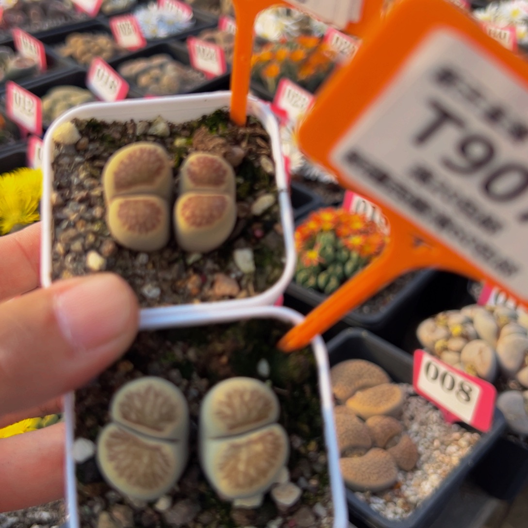 906.907 一物一拍，默认有伤，介意勿拍，不退不换