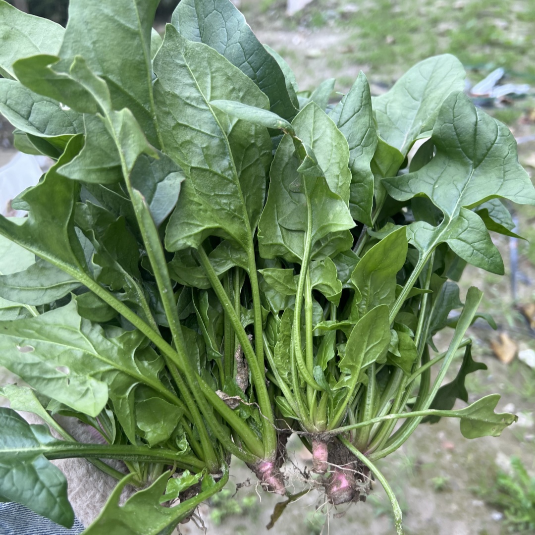 苏北本地农家自种圆叶矮菠菜小菠菜需焯水