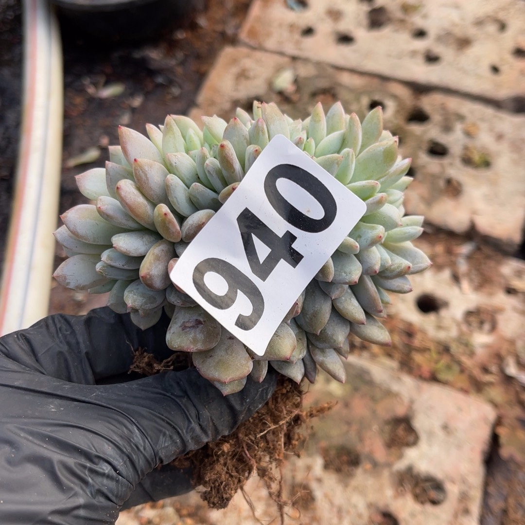 芝****940号1445555855588855