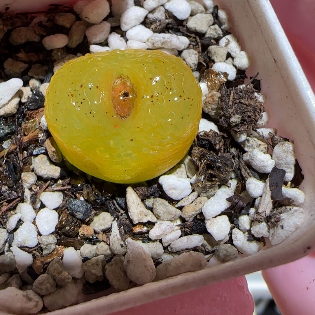 肉锥多肉植物百科-381