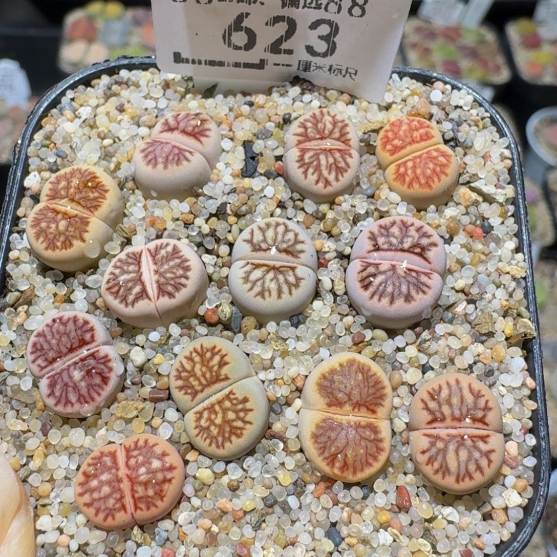 Ssss精品生石花623
