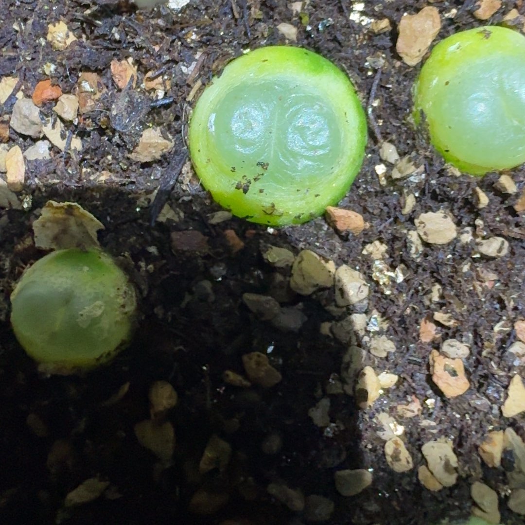 ****。呱唧多肉植物6525528555696