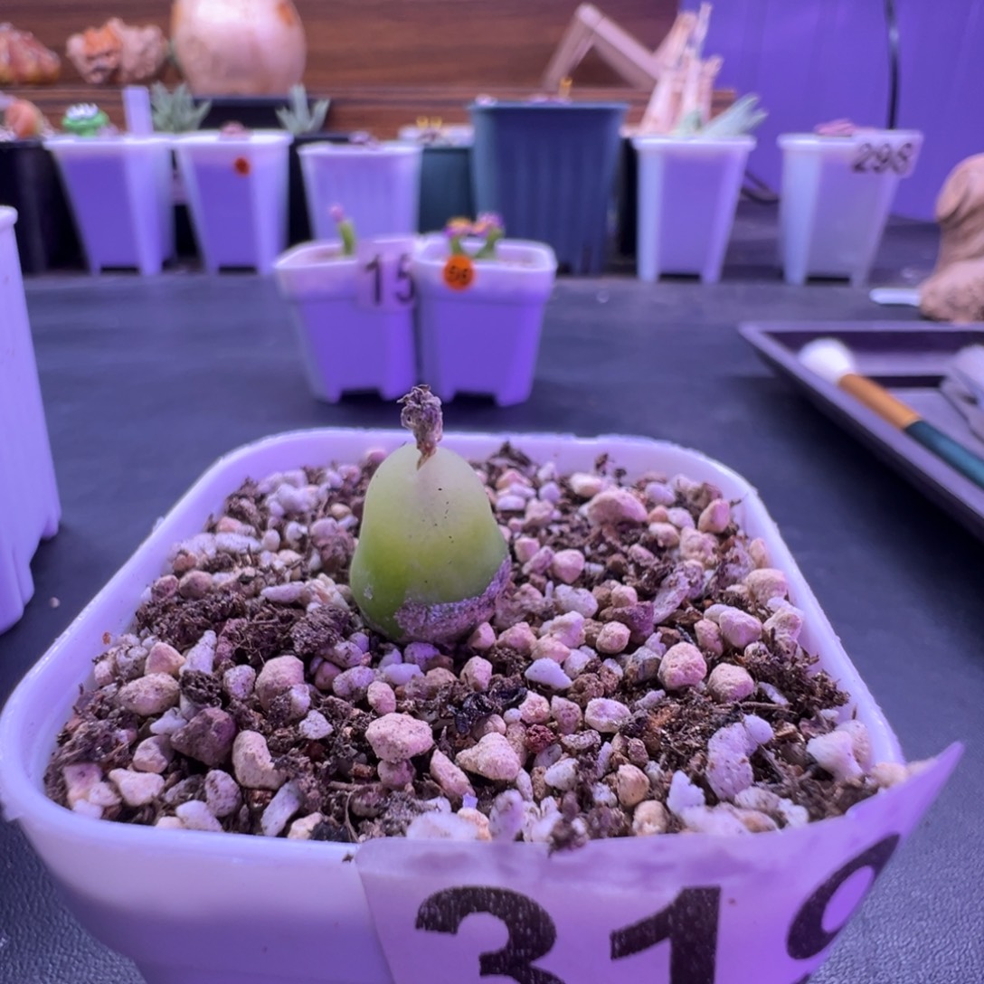 319号大葫芦福利特。。。。。