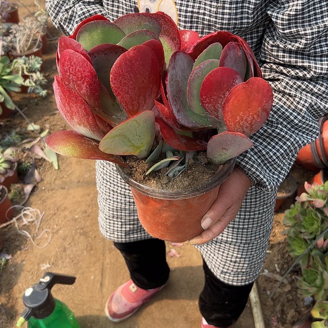 多肉们四座无言星欲稀植物植物