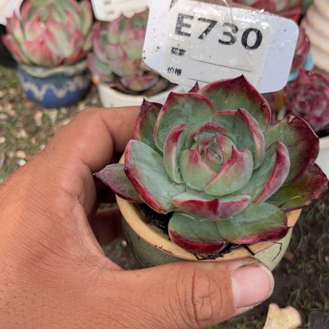 惊鸿一瞥730号多肉