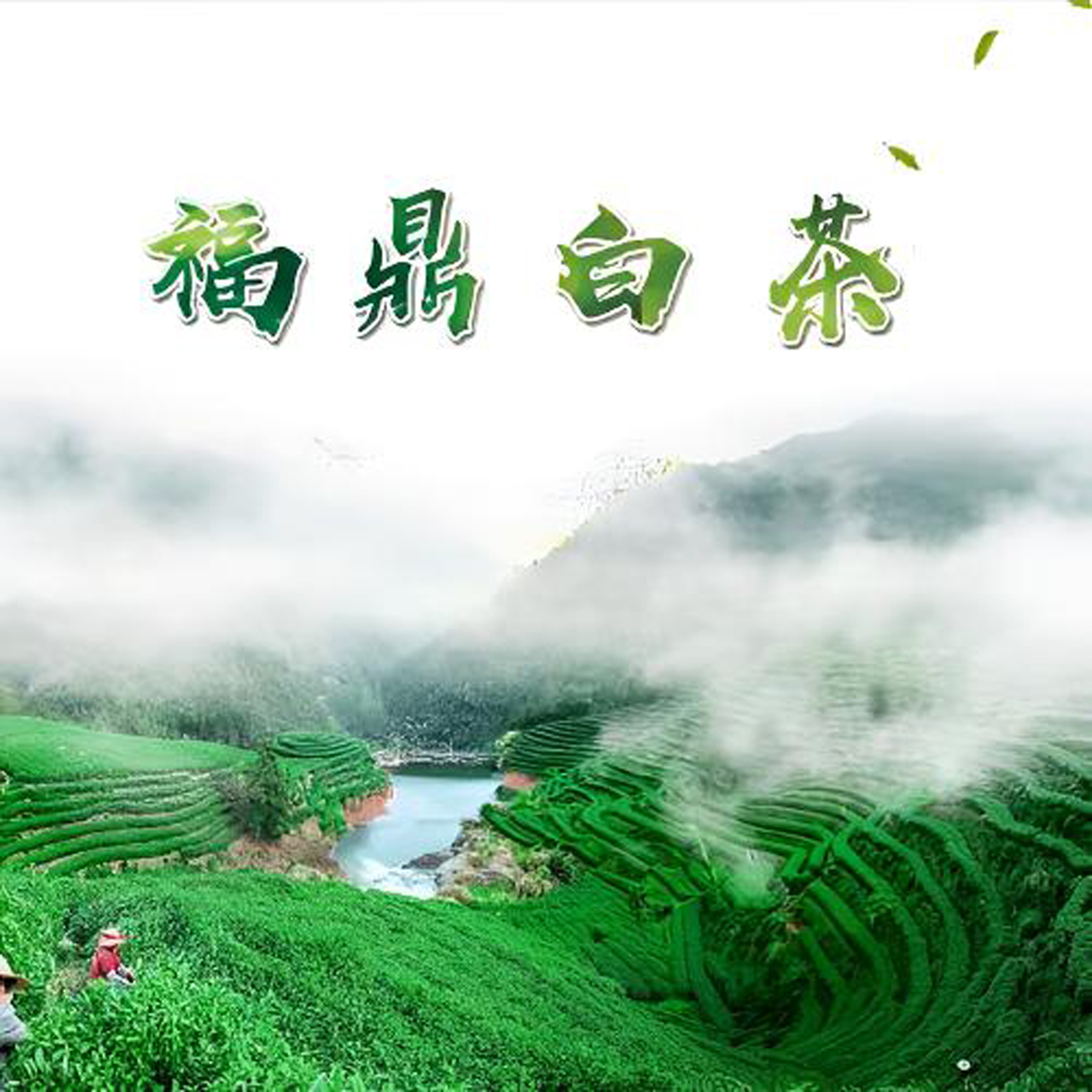 太姥白天鹅2021年【虎跃】白牡丹饼 350g一饼