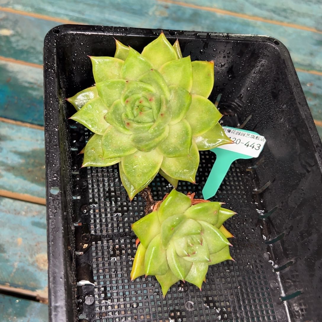 多肉一物一拍0120-443