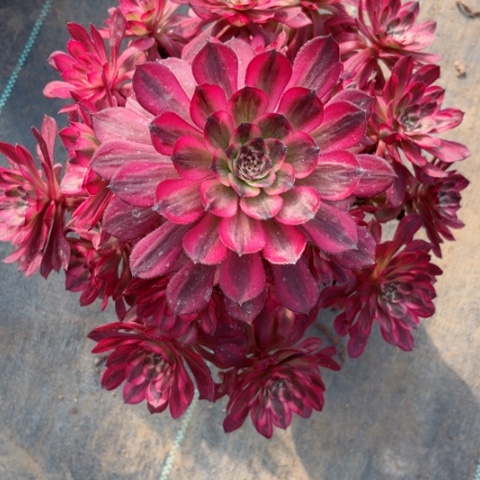 多肉植物月婵锦。