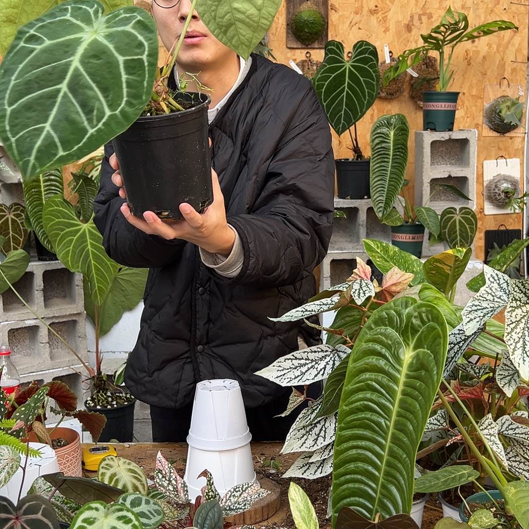 完全开放C22老桩花烛