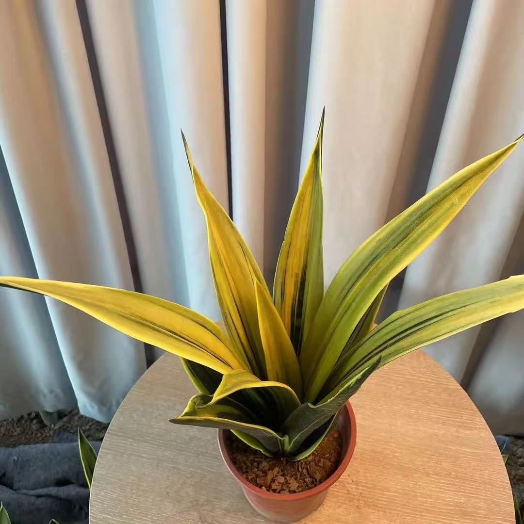 黄金兰虎皮兰金边虎尾兰室内花卉绿植净化空气吸甲醛叶片植物