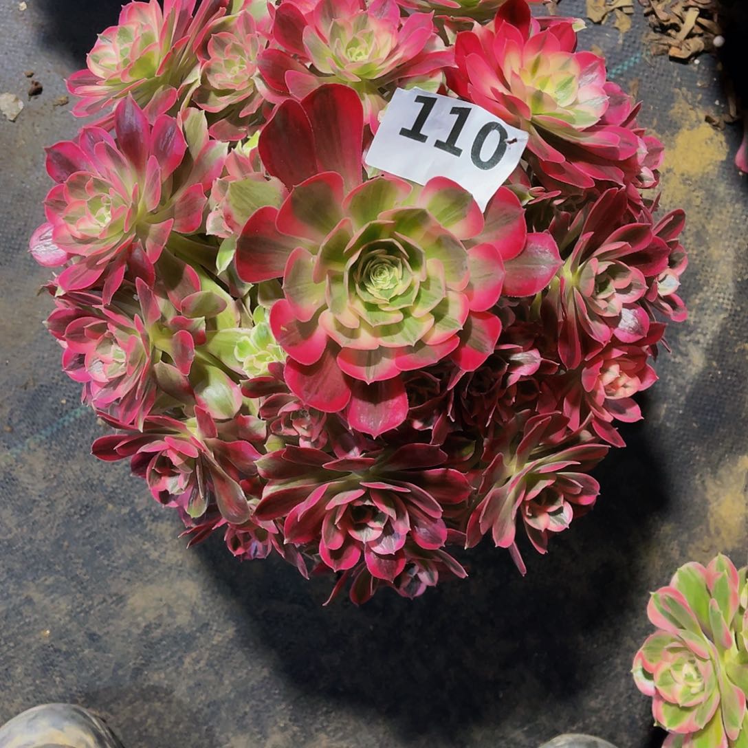 安**利多肉男神脱土发货110