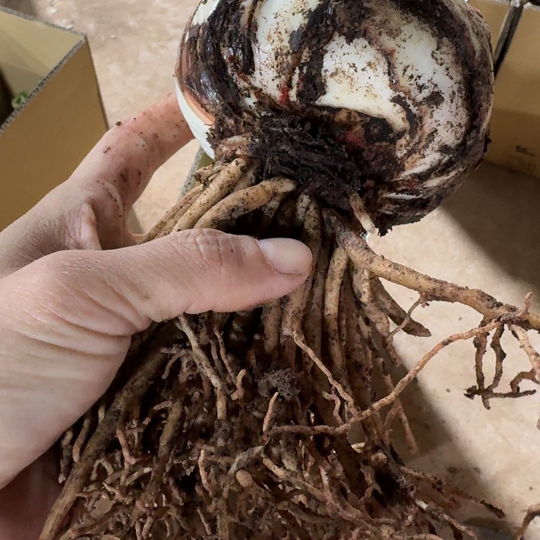 爱神8+残次不包养护