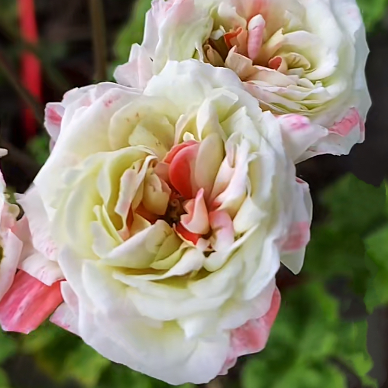 天竺葵花卉【雅芳】老庄（颗星不好）