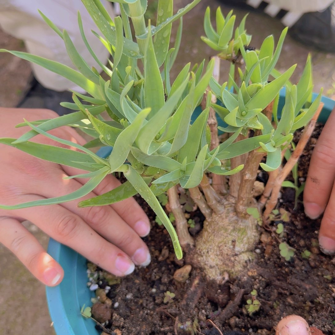 天*块根植物块根植物