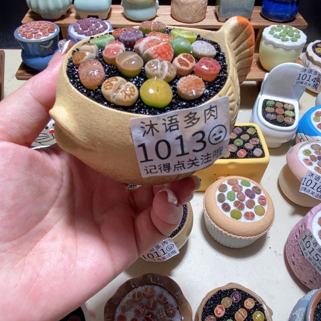 所见即所得 一物一拍1013