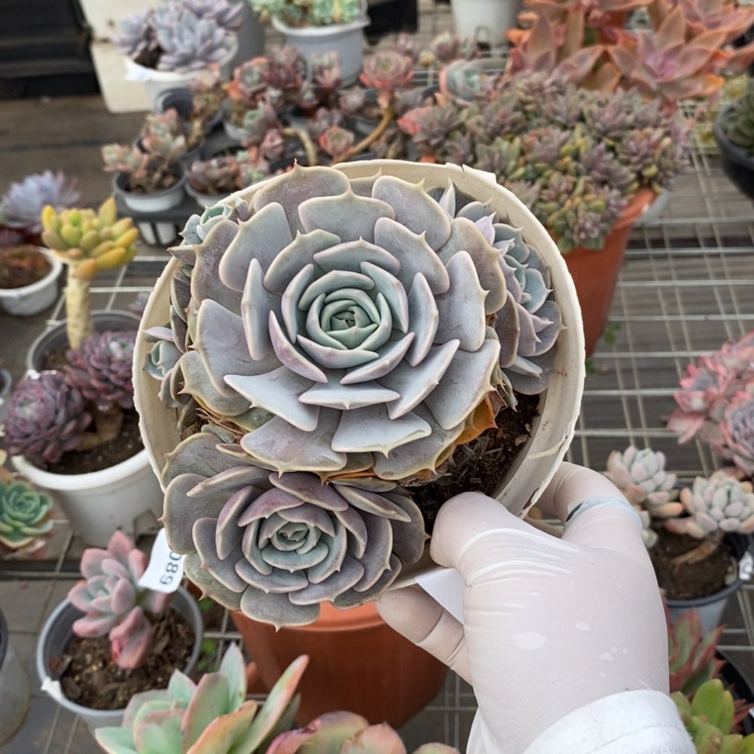 376粉蝶多头一物一拍