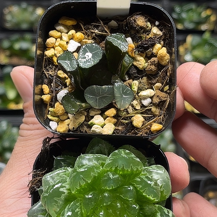 23玉龙万象锦+变异翠云玉露锦