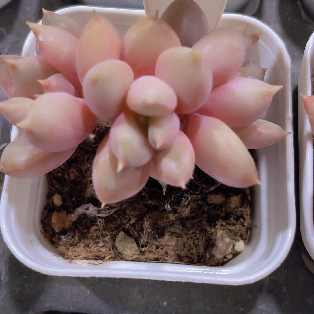 红象牙a067一物一拍