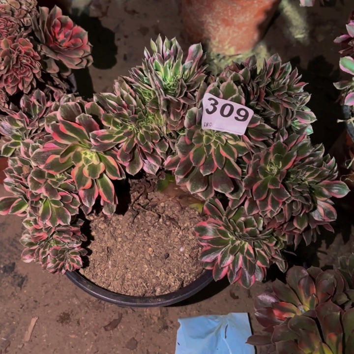 309男神多肉植物不售后